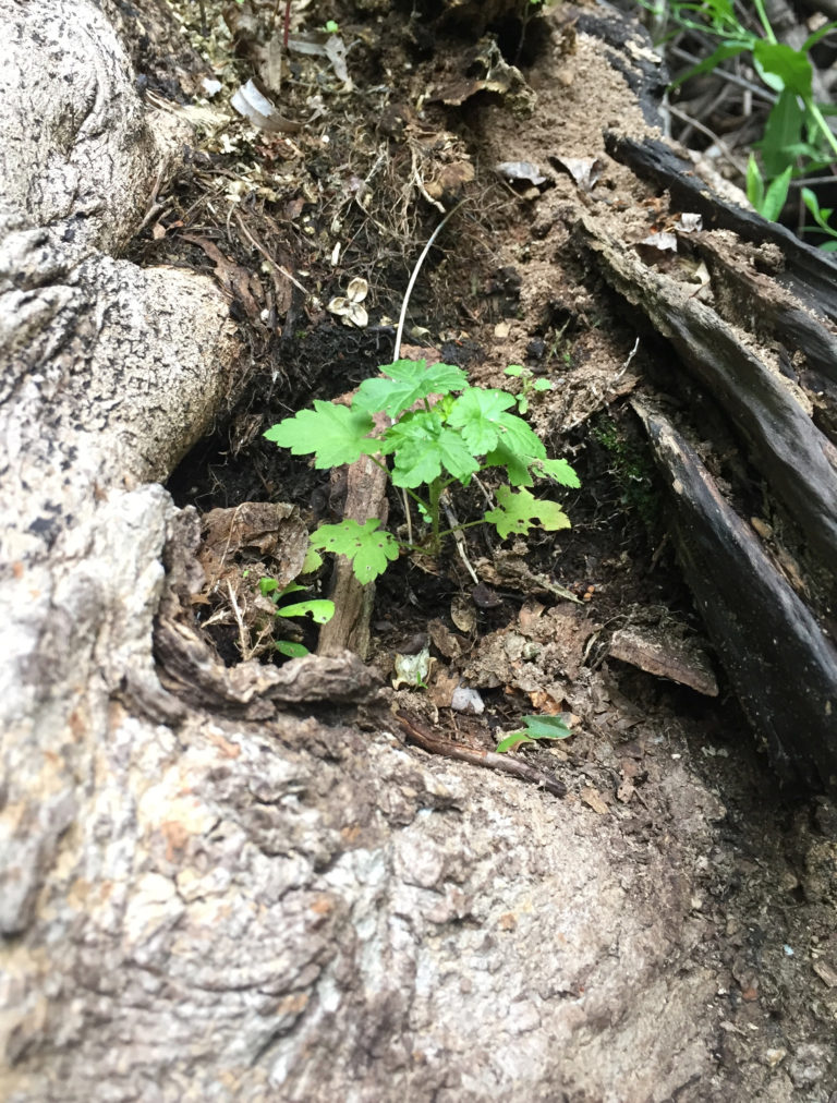 Plants Growing on Dead Trees The McGerik Homestead