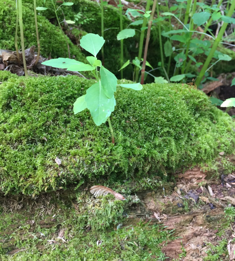 Plants Growing on Dead Trees The McGerik Homestead